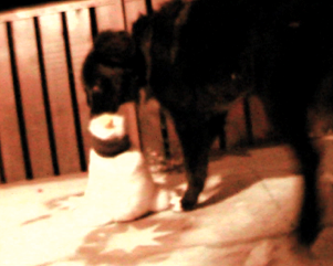 Jack Dance – Hund frisst Huhn